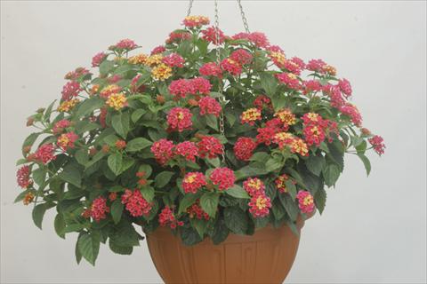 Photo de variété de fleurs à utiliser comme: Pot et Plante à massif Lantana camara Bandana® Rose