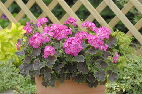 Photo de variété de fleurs à utiliser comme: Pot, Plante à massif, patio Pelargonium x hortorum F.1 Black Velvet Rose F1