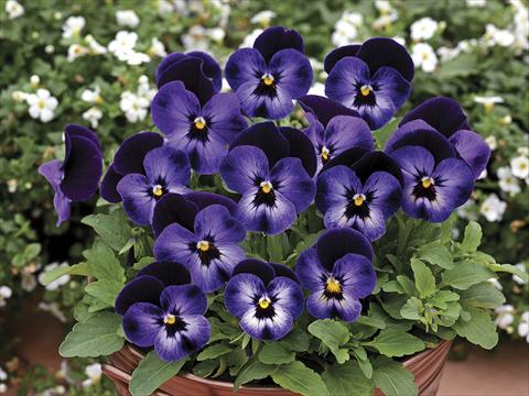 Photo de variété de fleurs à utiliser comme: Pot et Plante à massif Viola cornuta Penny Denim Jump Up