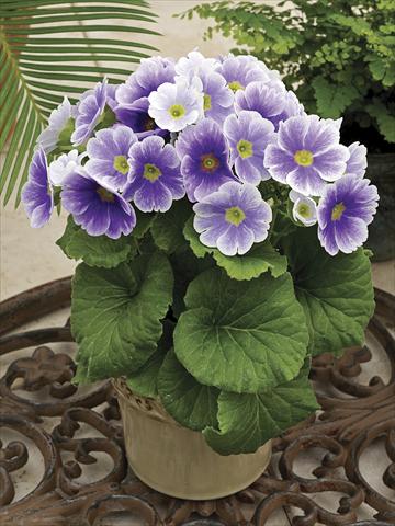 Photo de variété de fleurs à utiliser comme: Pot Primula obconica Libre Blu Bicolor