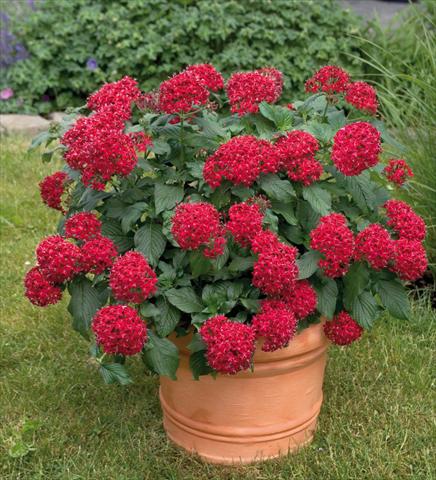 Photo de variété de fleurs à utiliser comme: Pot et Plante à massif Pentas lanceolata Kaleidoscope Deep Red