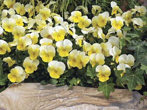 Photo de variété de fleurs à utiliser comme: Pot et Plante à massif Viola cornuta Penny Primrose Bicolor