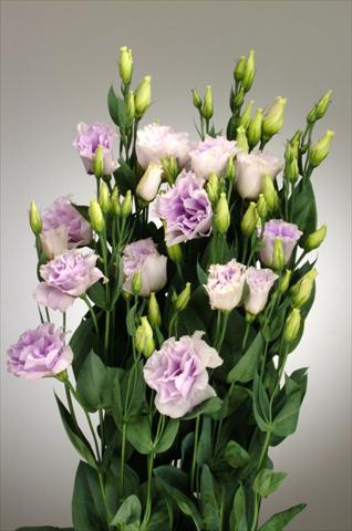Photo de variété de fleurs à utiliser comme: Fleur coupée Lisianthus (Eustoma rusellianum) Super Magic Lavender