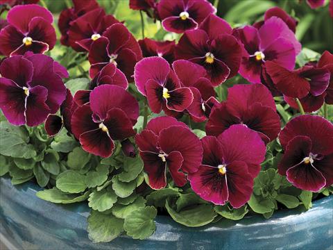 Photo de variété de fleurs à utiliser comme: Pot et Plante à massif Viola cornuta Penny Rose Blotch