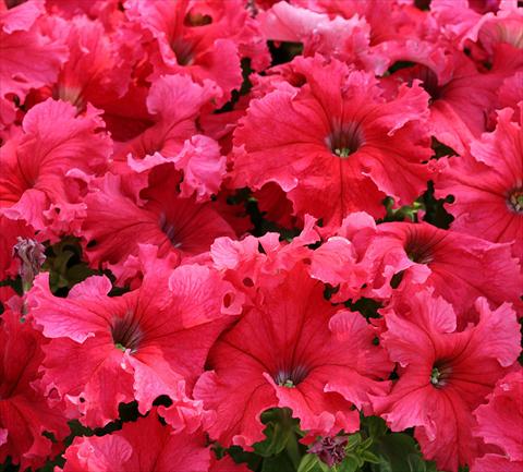 Photo de variété de fleurs à utiliser comme: Plante à massif, pot ou Suspension Petunia grandiflora Frillytunia Tropical Red