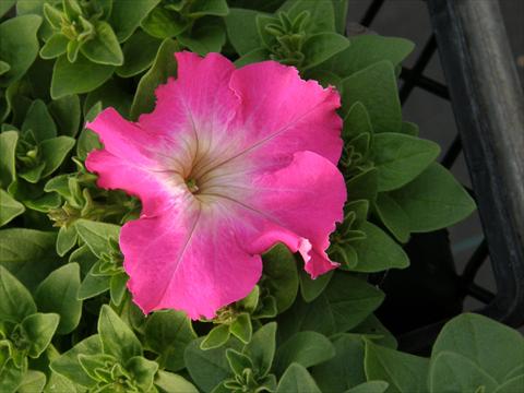 Photo de variété de fleurs à utiliser comme: Pot, Plante à massif, patio, Suspension Petunia x hybrida Compatta Rose Morn