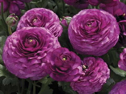 Photo de variété de fleurs à utiliser comme: Pot et Plante à massif Ranunculus asiaticus Maché Purple