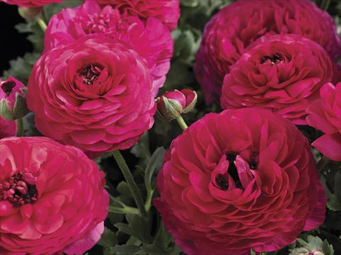 Photo de variété de fleurs à utiliser comme: Pot et Plante à massif Ranunculus asiaticus Maché Rose