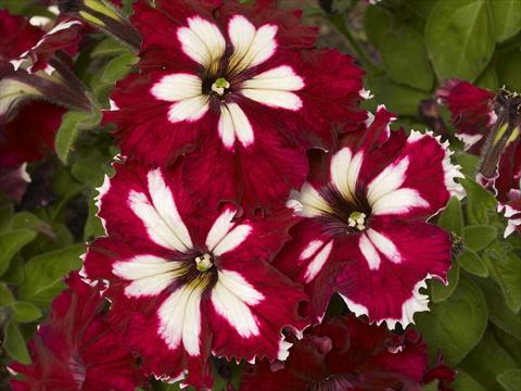 Photo de variété de fleurs à utiliser comme: Pot, Plante à massif, patio, Suspension Petunia x hybrida Can Can Harlequin Burgundy