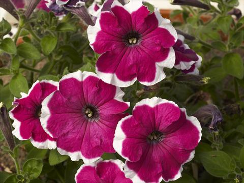 Photo de variété de fleurs à utiliser comme: Pot, Plante à massif, patio, Suspension Petunia x hybrida Can Can Picotee Velvet