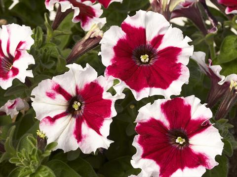 Photo de variété de fleurs à utiliser comme: Pot et Plante à massif Petunia x hybrida Kaliffo Picotee Burgundy