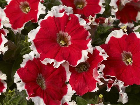 Photo de variété de fleurs à utiliser comme: Pot et Plante à massif Petunia x hybrida Kaliffo Picotee Cherry Rose