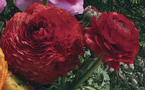Photo de variété de fleurs à utiliser comme: Pot Ranunculus asiaticus Magic Red
