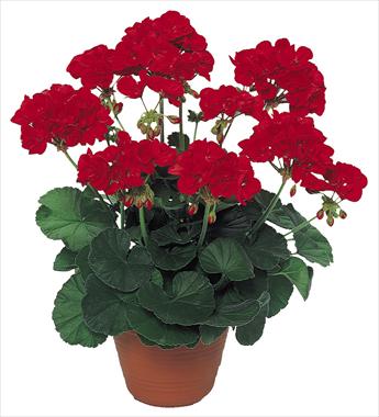 Photo de variété de fleurs à utiliser comme: Patio, pot Pelargonium peltatum pac® Scarletit
