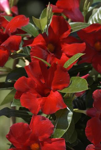 Photo de variété de fleurs à utiliser comme: Pot, patio, Suspension Dipladenia (Mandevilla) Sundaville® Crimson King