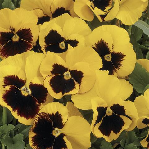 Photo de variété de fleurs à utiliser comme: Pot et Plante à massif Viola wittrockiana Mariposa Yellow Blotch