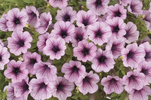 Photo de variété de fleurs à utiliser comme: Pot, Plante à massif, patio, Suspension Petunia x hybrida Littletunia Breezy Pink