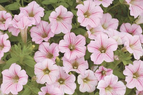 Photo de variété de fleurs à utiliser comme: Pot, Plante à massif, patio, Suspension Petunia x hybrida Littletunia Pink