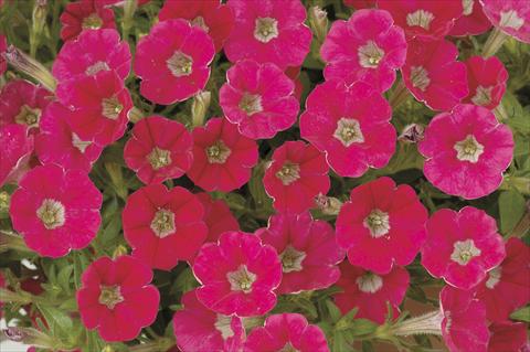 Photo de variété de fleurs à utiliser comme: Pot, Plante à massif, patio, Suspension Petunia x hybrida Littletunia Red