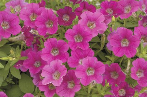 Photo de variété de fleurs à utiliser comme: Pot, Plante à massif, patio, Suspension Petunia x hybrida Littletunia Rose