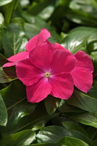 Photo de variété de fleurs à utiliser comme: Suspension / pot Catharanthus roseus - Vinca Mediterranean Hot Rose XP