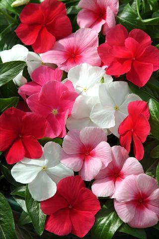 Photo de variété de fleurs à utiliser comme: Suspension / pot Catharanthus roseus - Vinca Mediterranean Lipstick Mix XP