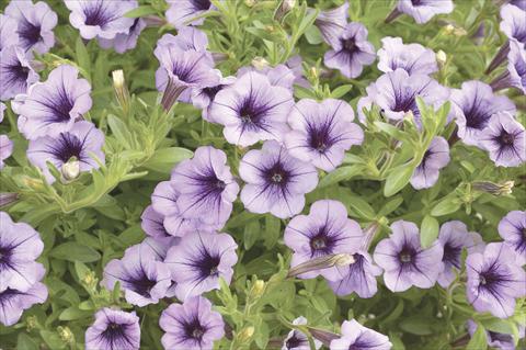 Photo de variété de fleurs à utiliser comme: Pot, Plante à massif, patio, Suspension Petunia x hybrida Littletunia Violet