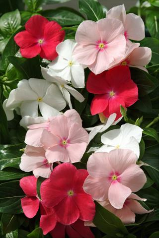 Photo de variété de fleurs à utiliser comme: Plante à massif, pot ou Suspension Catharanthus roseus - Vinca Mediterranean Peach Colada Mix XP