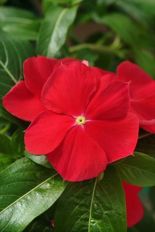 Photo de variété de fleurs à utiliser comme: Plante à massif, pot ou Suspension Catharanthus roseus - Vinca Mediterranean Red XP