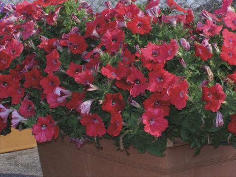 Photo de variété de fleurs à utiliser comme: Pot, Plante à massif, patio, Suspension Petunia x hybrida Red Ray
