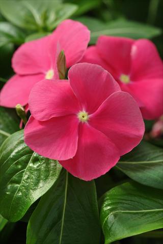 Photo de variété de fleurs à utiliser comme: Plante à massif, pot ou Suspension Catharanthus roseus - Vinca Mediterranean Rose XP