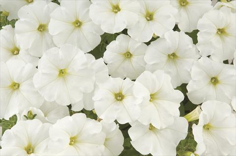 Photo de variété de fleurs à utiliser comme: Pot, Plante à massif, patio, Suspension Petunia x hybrida White Ray
