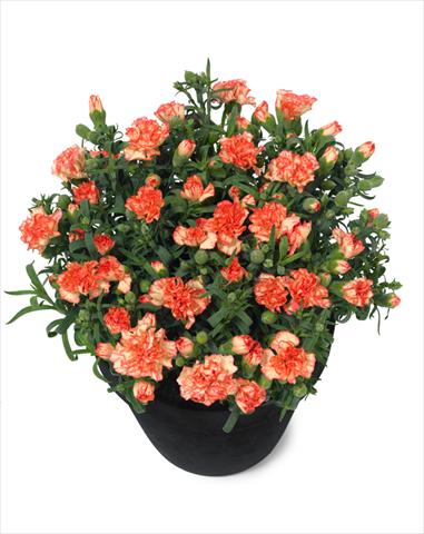 Photo de variété de fleurs à utiliser comme: Pot Dianthus Mel