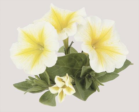 Photo de variété de fleurs à utiliser comme: Pot, Plante à massif, patio, Suspension Petunia x hybrida Sun Ray