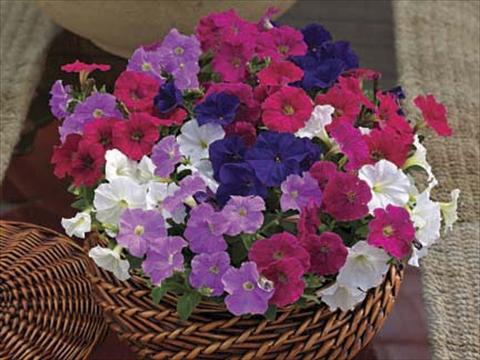 Photo de variété de fleurs à utiliser comme: Pot, Plante à massif, patio Petunia milliflora Piccobella F1 Mix