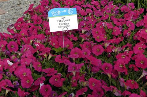 Photo de variété de fleurs à utiliser comme: Pot et Plante à massif Petunia milliflora Picobella Carmine