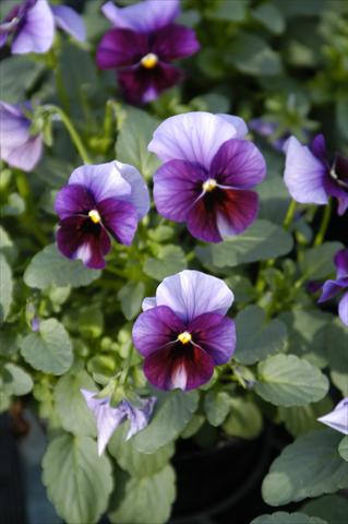 Photo de variété de fleurs à utiliser comme: Pot, Plante à massif, patio Viola cornuta Caramella Ruby Beacon