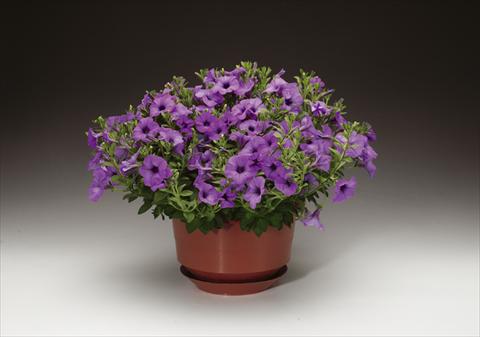 Photo de variété de fleurs à utiliser comme: Pot et Plante à massif Petunia pendula Sanguna® Lavender Vein