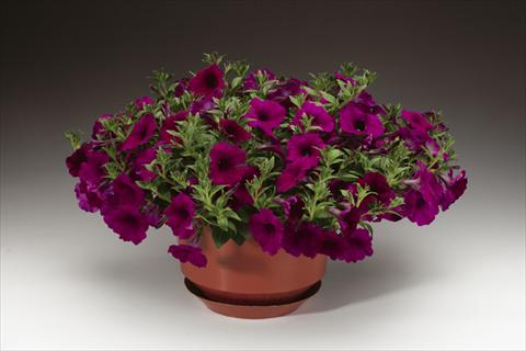 Photo de variété de fleurs à utiliser comme: Pot, Plante à massif, patio, Suspension Petunia pendula Sanguna® Purple