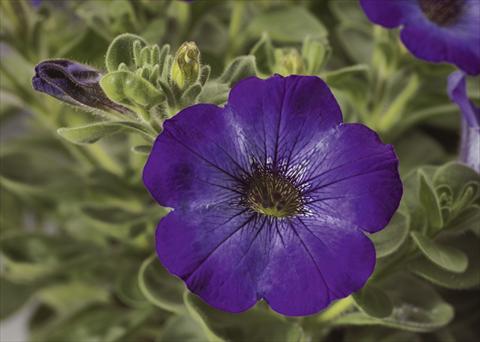 Photo de variété de fleurs à utiliser comme: Pot, Plante à massif, patio, Suspension Petunia pendula Sanguna® Atomic Blue
