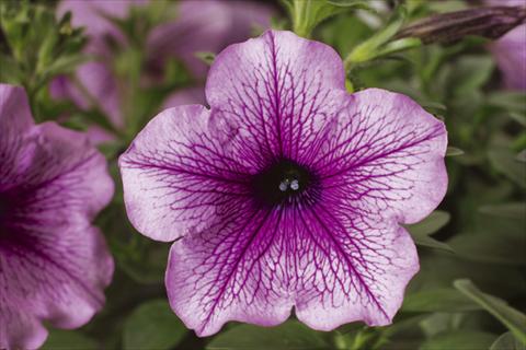 Photo de variété de fleurs à utiliser comme: Pot, Plante à massif, patio, Suspension Petunia pendula Sanguna® Rose Vein