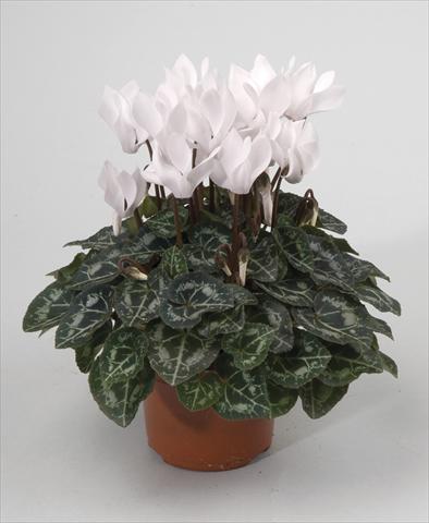 Photo de variété de fleurs à utiliser comme: Pot et Plante à massif Cyclamen persicum Miracle White Imp
