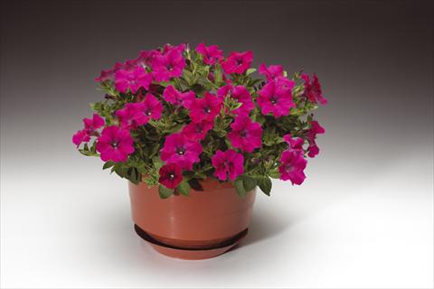 Photo de variété de fleurs à utiliser comme: Pot, Plante à massif, patio, Suspension Petunia pendula Sanguna® Lipstick