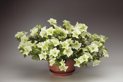 Photo de variété de fleurs à utiliser comme: Pot, Plante à massif, patio, Suspension Petunia pendula Sanguna® Pastel Yellow
