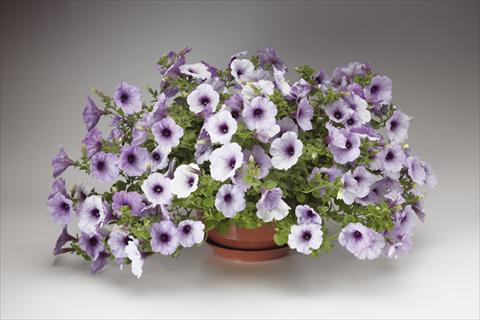 Photo de variété de fleurs à utiliser comme: Pot, Plante à massif, patio, Suspension Petunia pendula Sanguna® Blue Vein