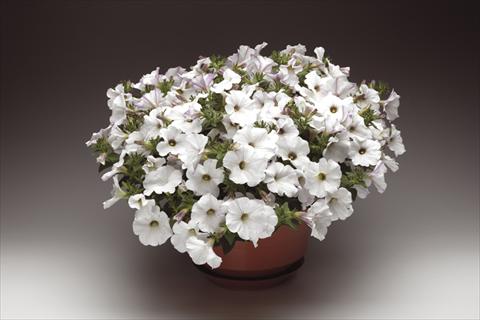 Photo de variété de fleurs à utiliser comme: Pot, Plante à massif, patio, Suspension Petunia pendula Sanguna® White Vein