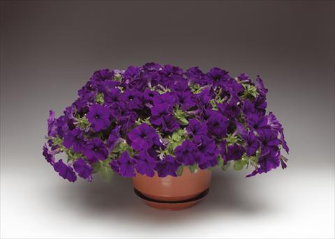 Photo de variété de fleurs à utiliser comme: Pot, Plante à massif, patio, Suspension Petunia pendula Sanguna® Cobalt Blue