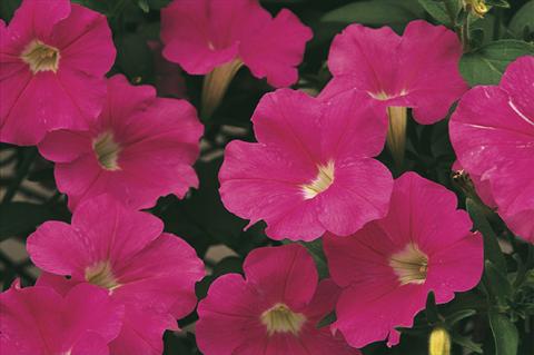 Photo de variété de fleurs à utiliser comme: Pot, Plante à massif, patio, Suspension Petunia x hybrida Whispers® Bright Pink
