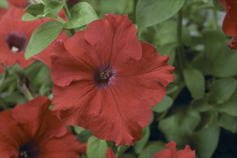 Photo de variété de fleurs à utiliser comme: Pot, Plante à massif, patio, Suspension Petunia pendula Sanguna® Red