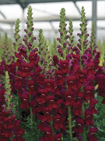 Photo de variété de fleurs à utiliser comme: Pot et Plante à massif Antirrhinum majus Opus Bright Red